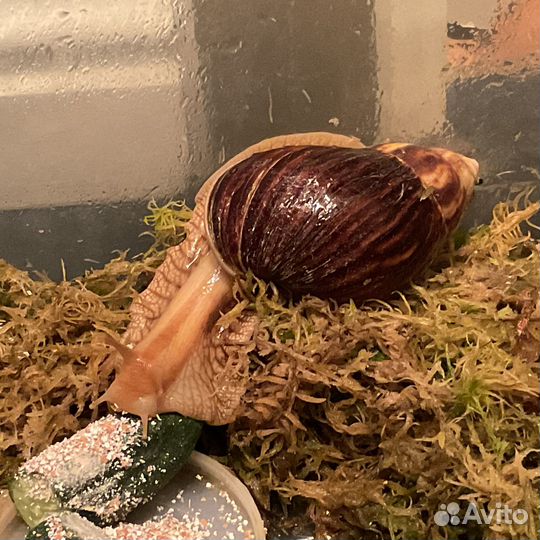 Улитки ахатины бесплатно