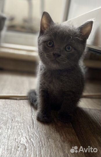 Британские котята