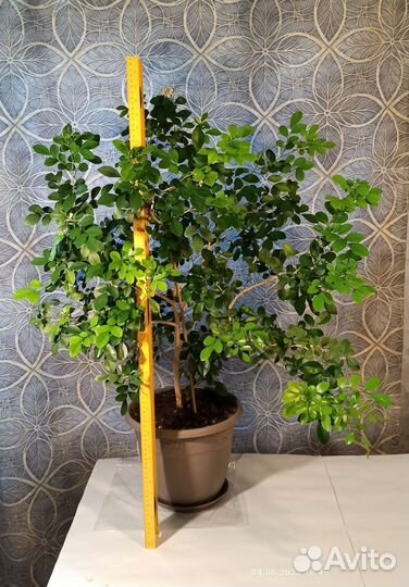 Муррайя метельчатая и карликовая