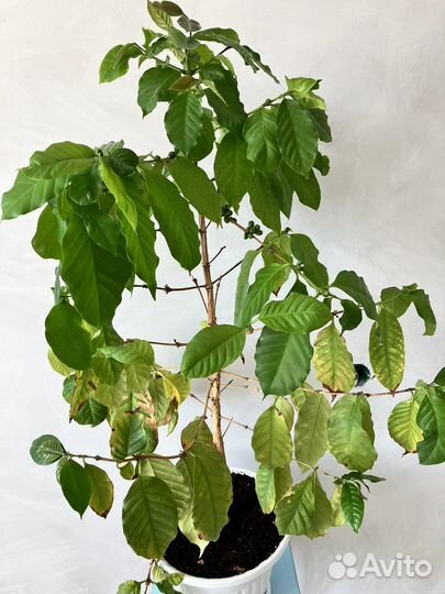 Кофейное дерево