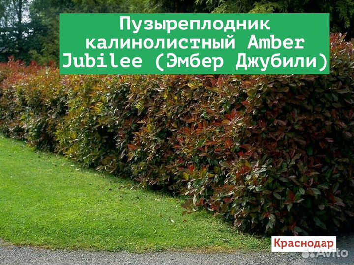 Пузыреплодник калинолистный Amber Jubilee (Эмбер