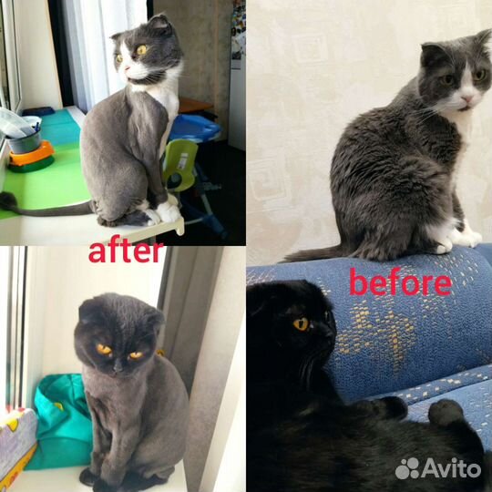 Грумер стрижка кошек и собак