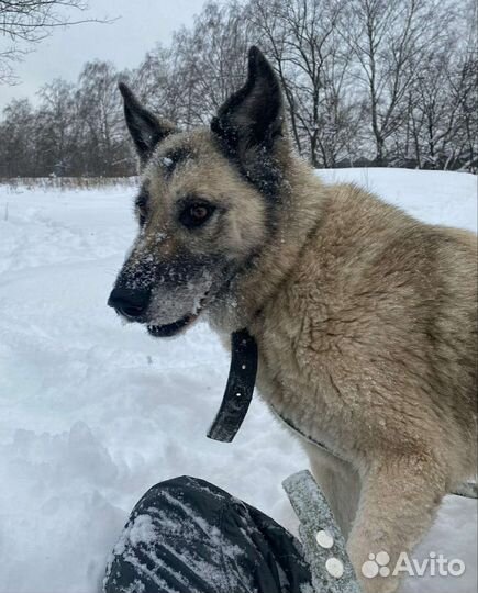 Бывшедомашняя собака пропадает в приюте