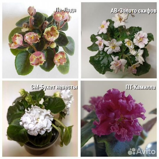 Фиалки детки, стартёры, укорененные листья