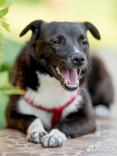 Маленькая Собака в добрые руки