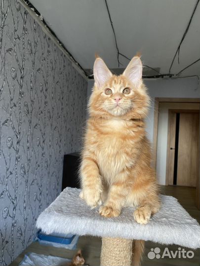 Котята Мейн-Куны