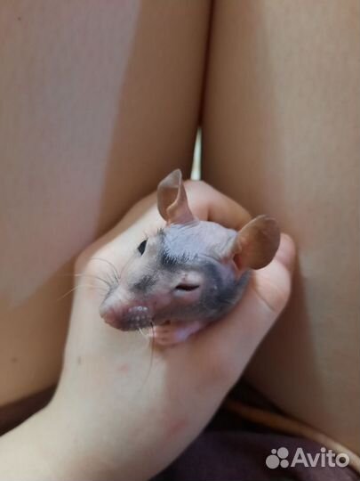 Крыски с клеткой