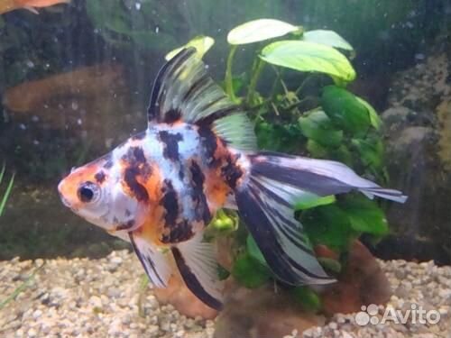 Золотая рыбка. Риукин ситцевый. Риукин. Растения