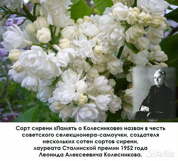 Сирень махРовая