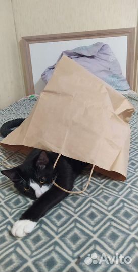 Кот в добрые руки