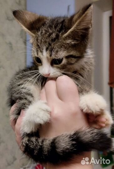Котёнок-мальчик в добрые руки