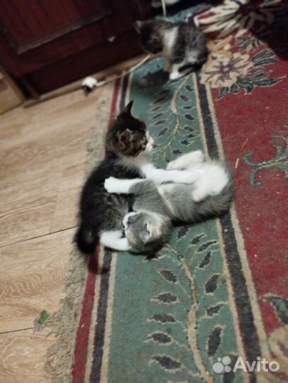 Котята в добрые руки бесплатно