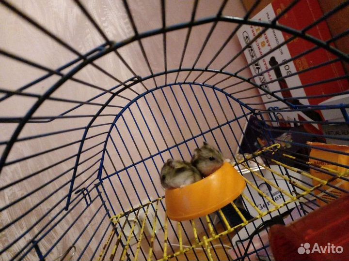 Джунгарский хомяк