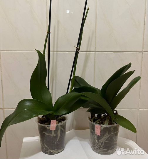 Орхидея фаленопсис