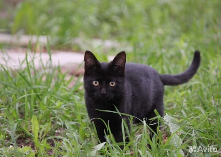 3 кота - 3 хвоста