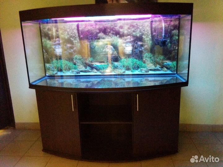 Аквариум 500 полукруглый, свет биофильтр тумба фон