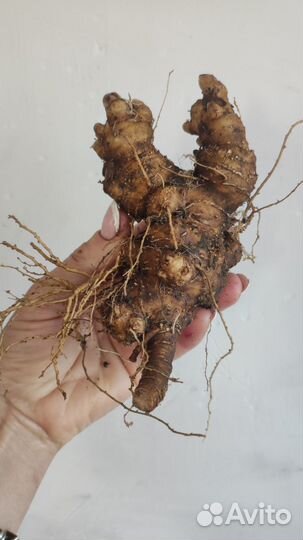 Мандрагора