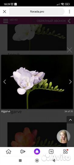 Луковицы фрезии