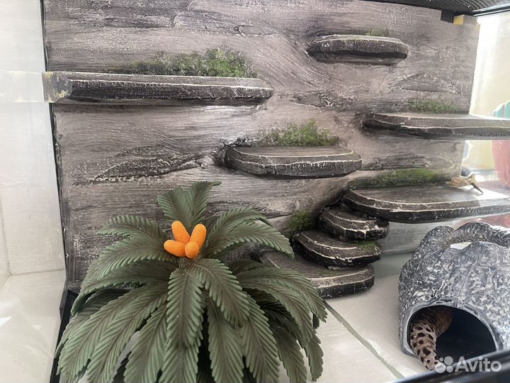 Эублефар самец