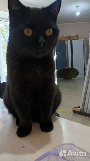 Породистый кот в добрые руки