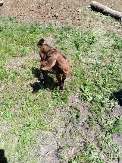 Комори/нуби, овцы