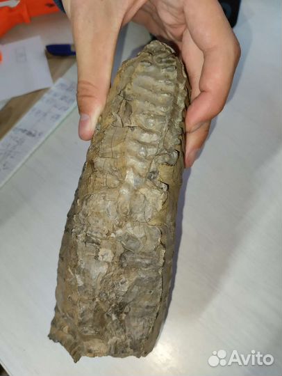 Зуб мамонта