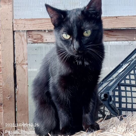 Отдам кошечку