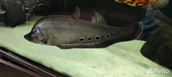 Аквариумные рыбы в большой аквариум