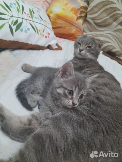 Котёнок от вислоухой кошки