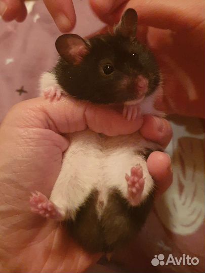 Хомяки сирийские Крупные