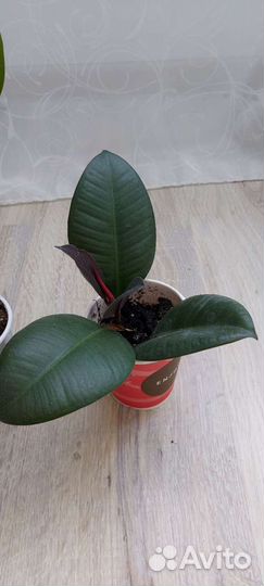 Фикус от 15 см до 1.5 метра