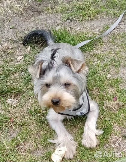 Йоркширский терьер