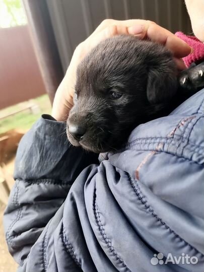 Щенки лабрадора