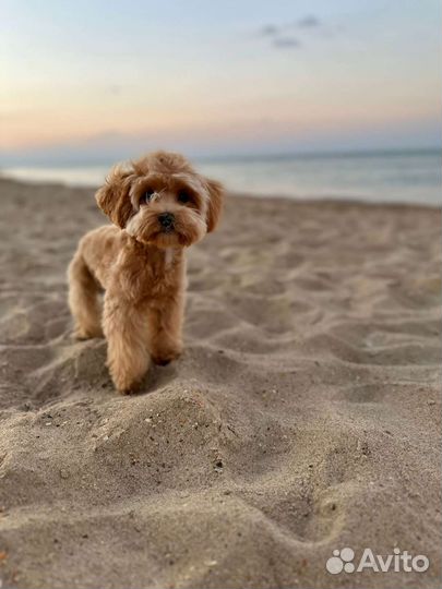 Щенок мальтипу f1