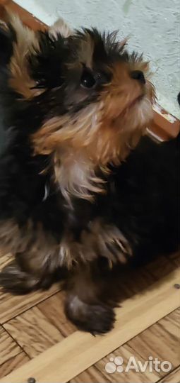 Йоркширский терьер