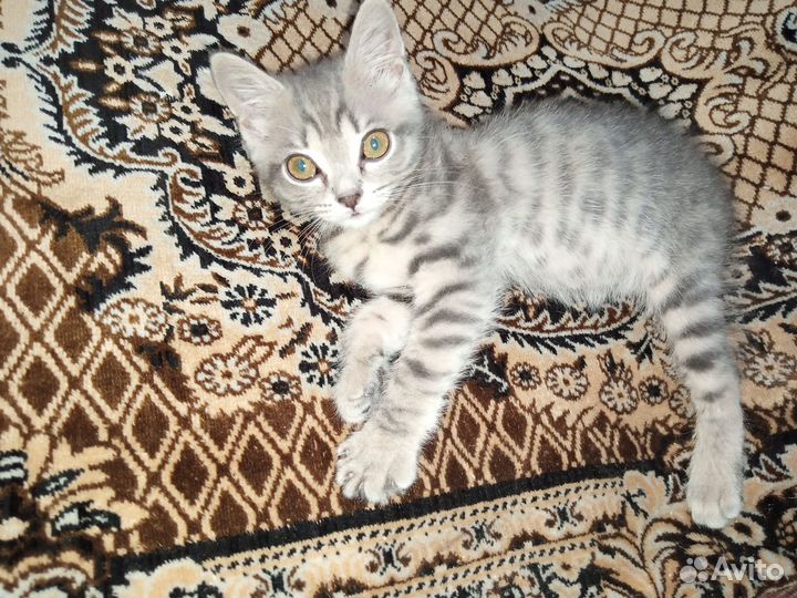 Кошечка в добрые руки