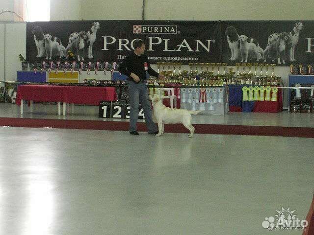 Домашняя передержка в Галицино Адлерский район