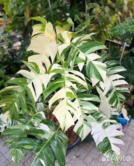 Эпипремнум Пиннатум вайт