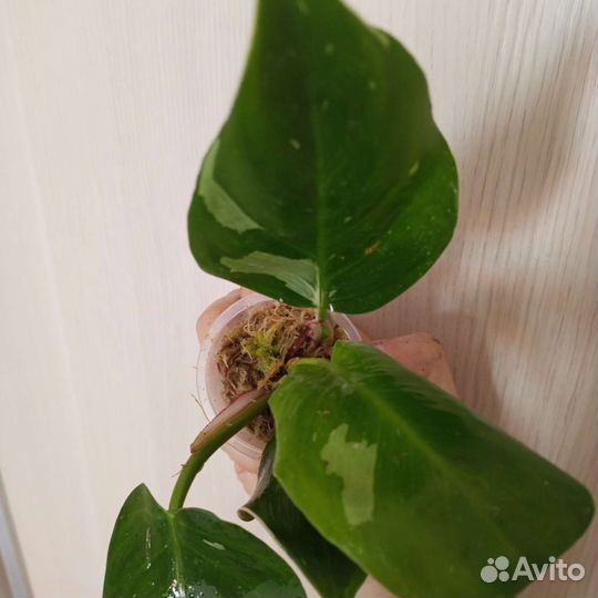 Филодендрон белая принцесса, Фил. бурле макс