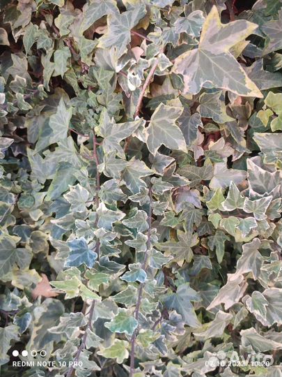 Черенки сортовых плющей