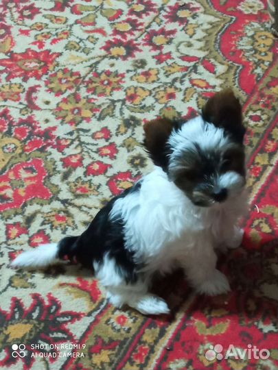 Щенок бивера