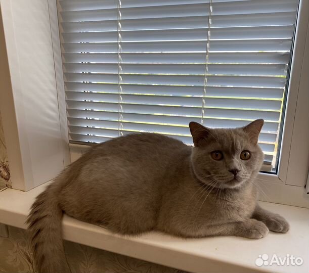 Вязка с британским котиком