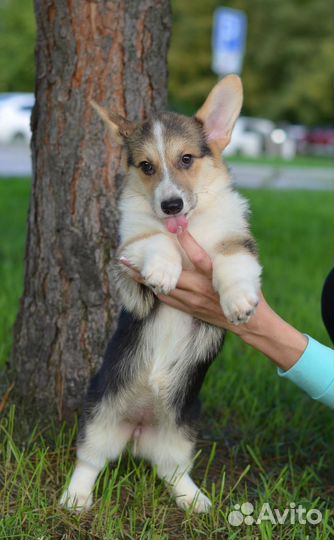 Девочка корги пемброк