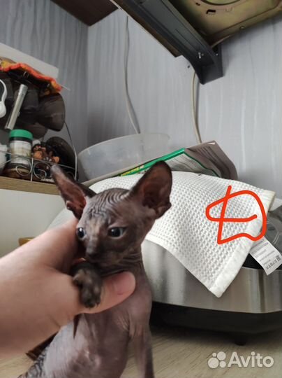 Донские сфинкс котята. Торг