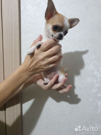 Шикарная мини девочка