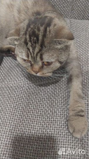 Кошка в дар