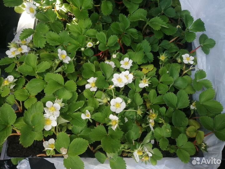 Саженцы клубники Мурано