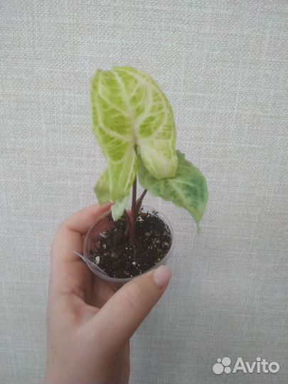 Сингониум Golden Venetion