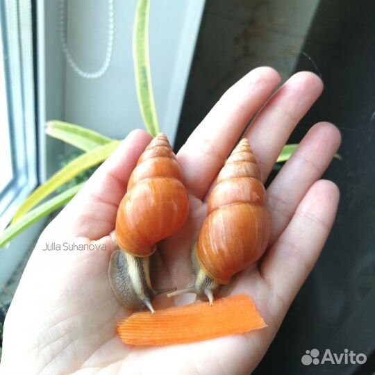 Улитки разных видов