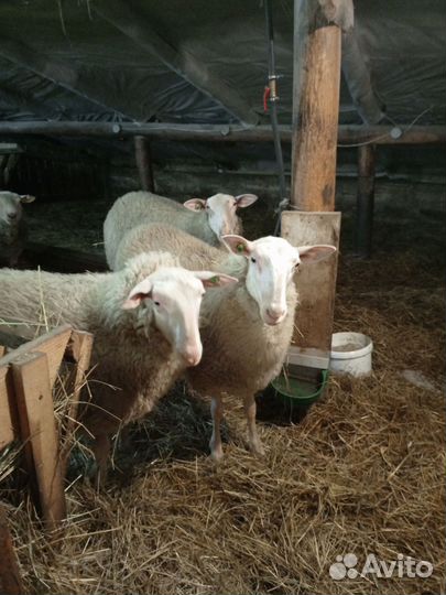 Баран Восточно Фризской породы